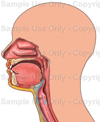 329x400 Head And Neck Outline With Cut Away Nose And Throat - Throat Drawing
