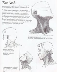 236x298 best neck drawing images neck drawing, sketches, drawing heads - Throat Drawing