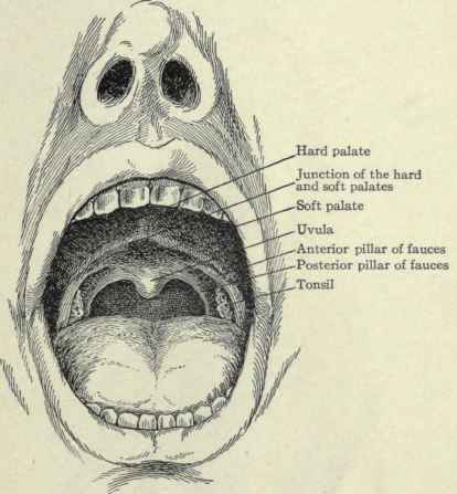 414x447 The Mouth And Throat Part - Throat Drawing