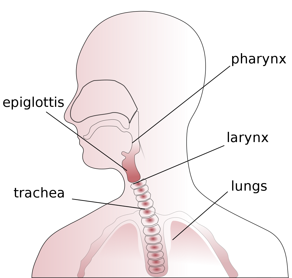 Throat Drawing at Explore collection of Throat Drawing