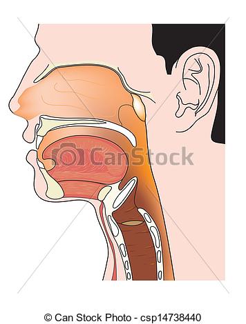 356x470 Cross Section Of Nose And Throat Nose Mouth And Throat Cross - Throat Drawing