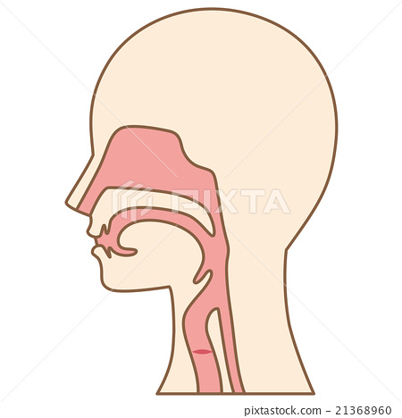 450x468 Cross Section Of The Throat Structure - Throat Drawing