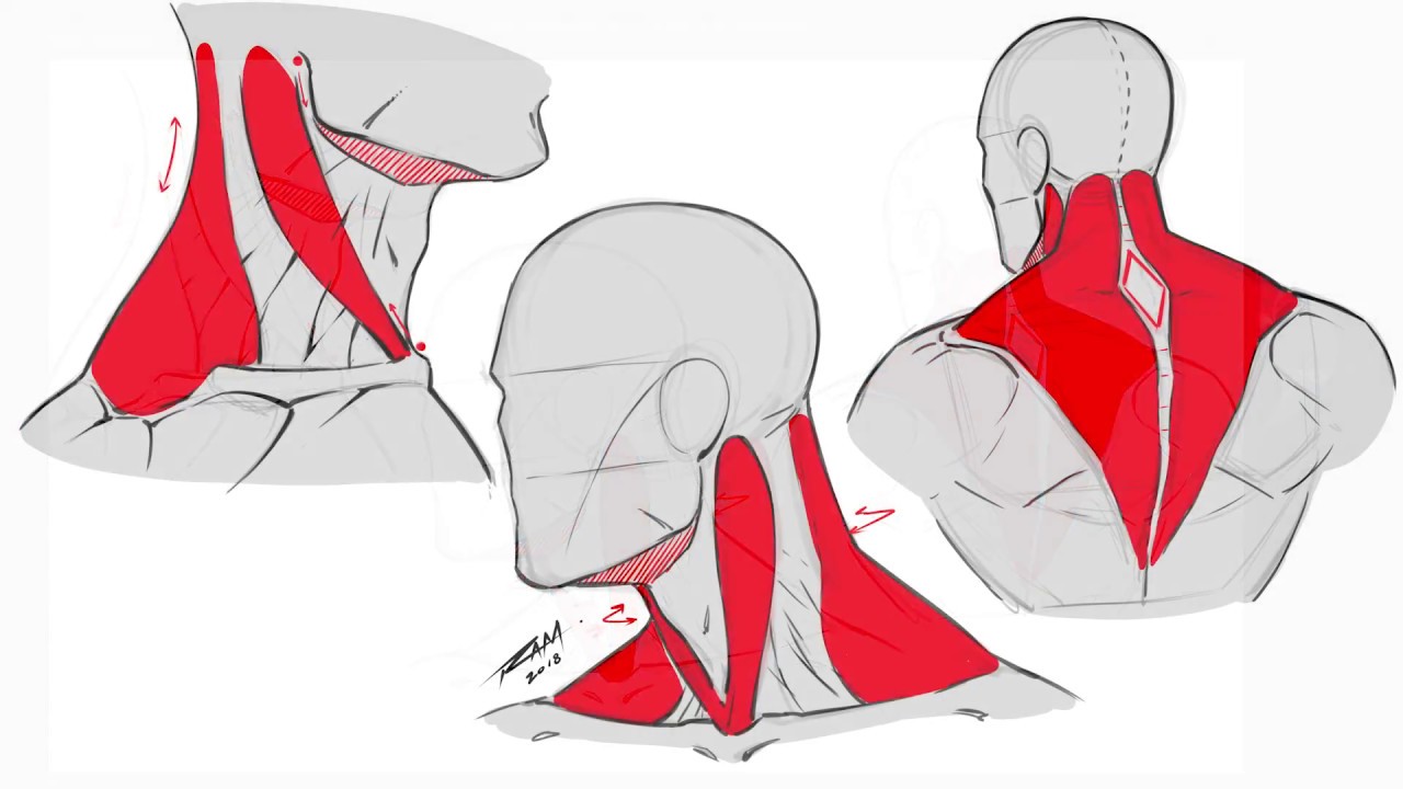 1280x720 Drawing The Back And Neck Muscles - Throat Drawing