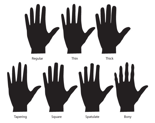 600x474 human anatomy fundamentals how to draw hands - Thumb Drawing