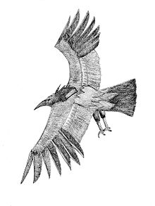 220x293 Thunderbird - Thunderbird Drawing