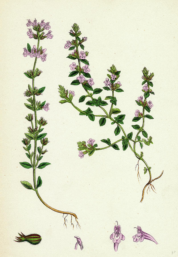 625x900 calamintha acinos basil thyme drawing - Thyme Drawing