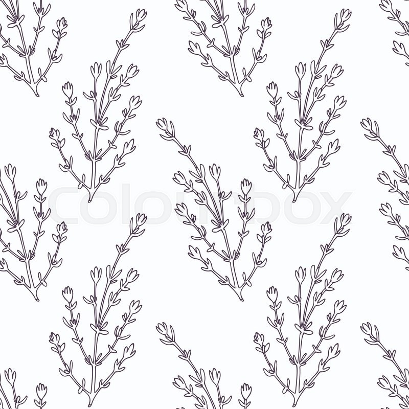 800x800 Hand Drawn Thyme Branch Outline Stock Vector Colourbox - Thyme Drawing