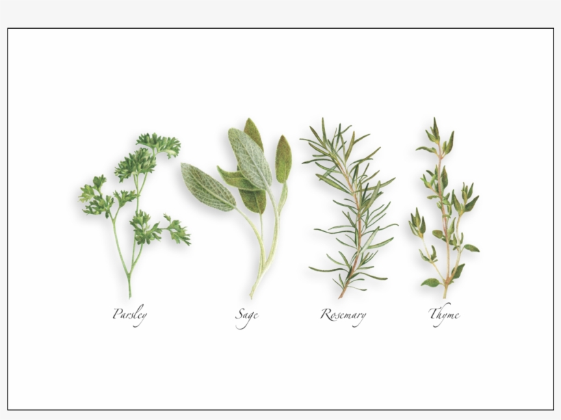 820x614 Parsley, Sage, Rosemary Thyme - Thyme Drawing