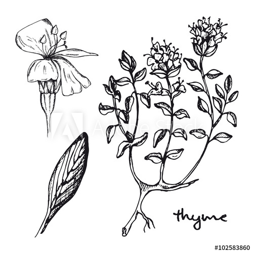 500x500 set of inky medicinal herbs thyme hand drawn thyme healing herb - Thyme Drawing