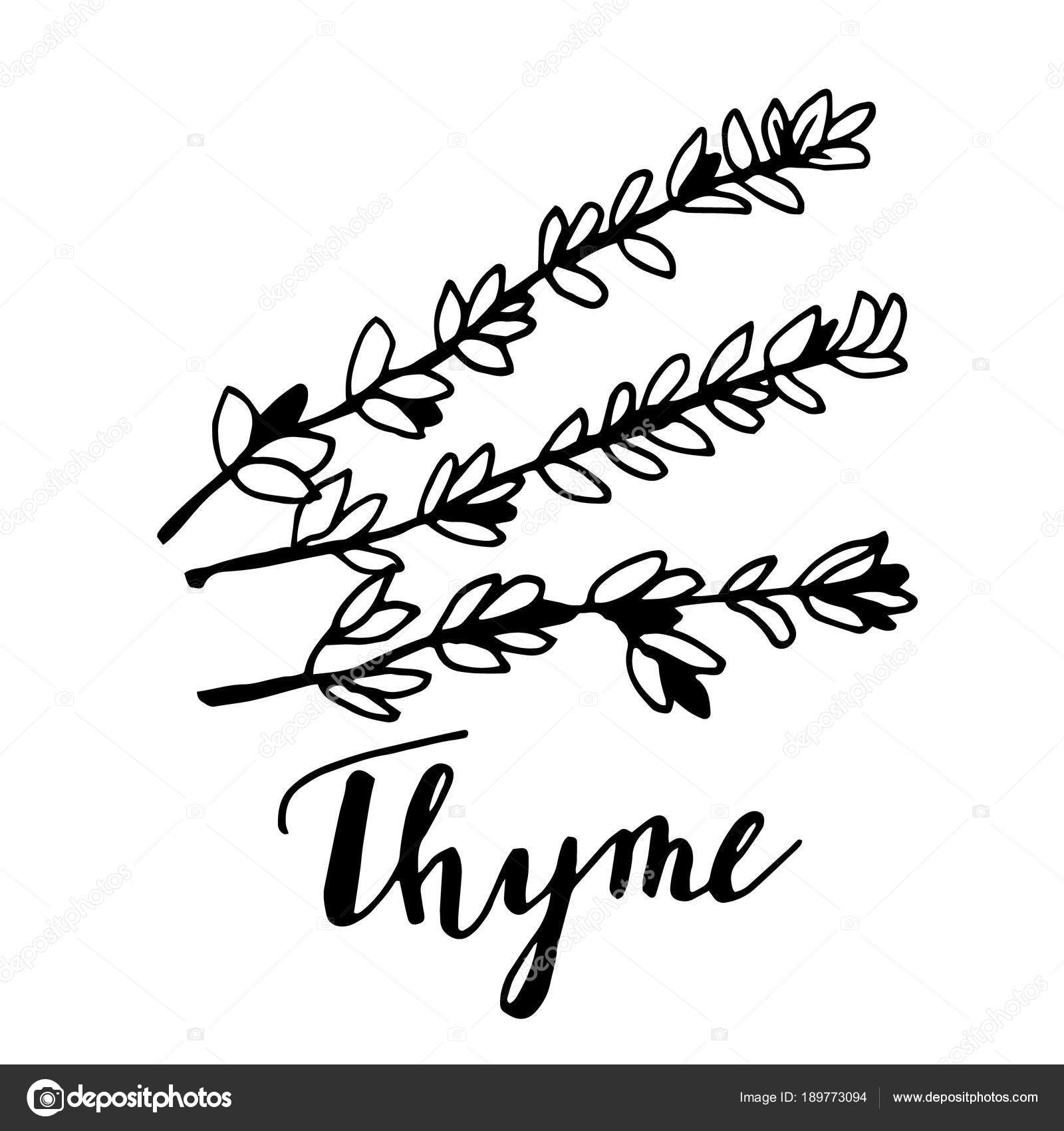 1600x1700 Thyme Drawing Thyme Leaf For Free Download - Thyme Drawing
