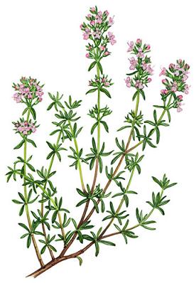 276x398 Thyme Drawing - Thyme Drawing