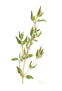 205x300 Thyme Drawings Fine Art America - Thyme Drawing