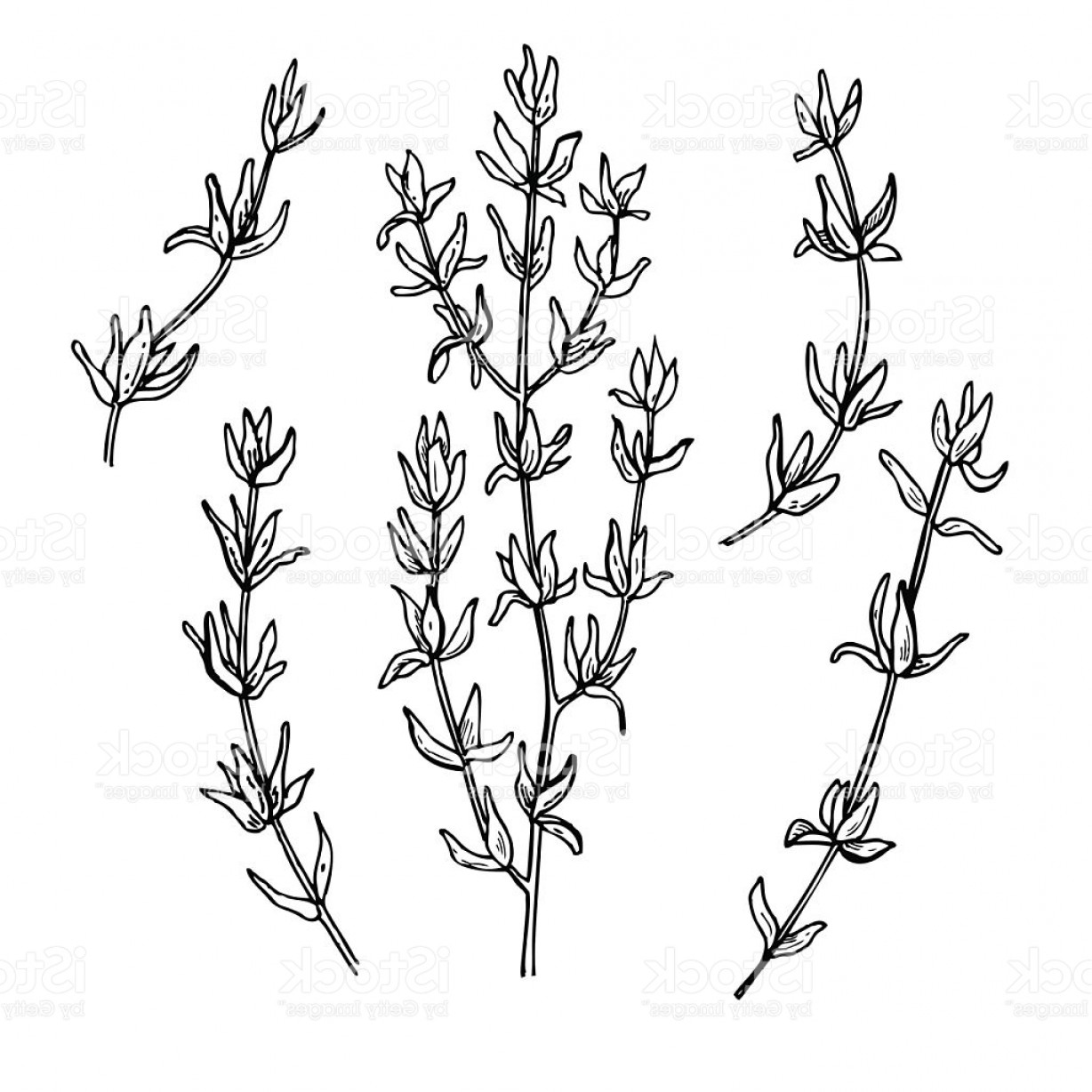 1228x1228 Thyme Vector Drawing Set Isolated Thyme Plant And Leaves Gm - Thyme Drawing