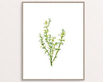 340x270 Thyme Drawing Etsy - Thyme Drawing