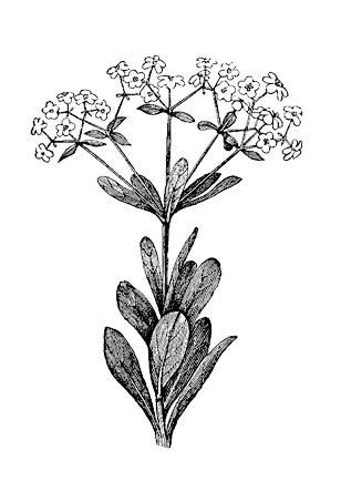 308x443 Thyme Drawing Free Download On Unixtitan - Thyme Drawing