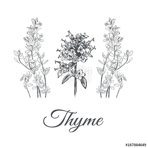 500x500 Thyme Set Collection Of Thyme Vector Illustration Thyme Sketch - Thyme Drawing