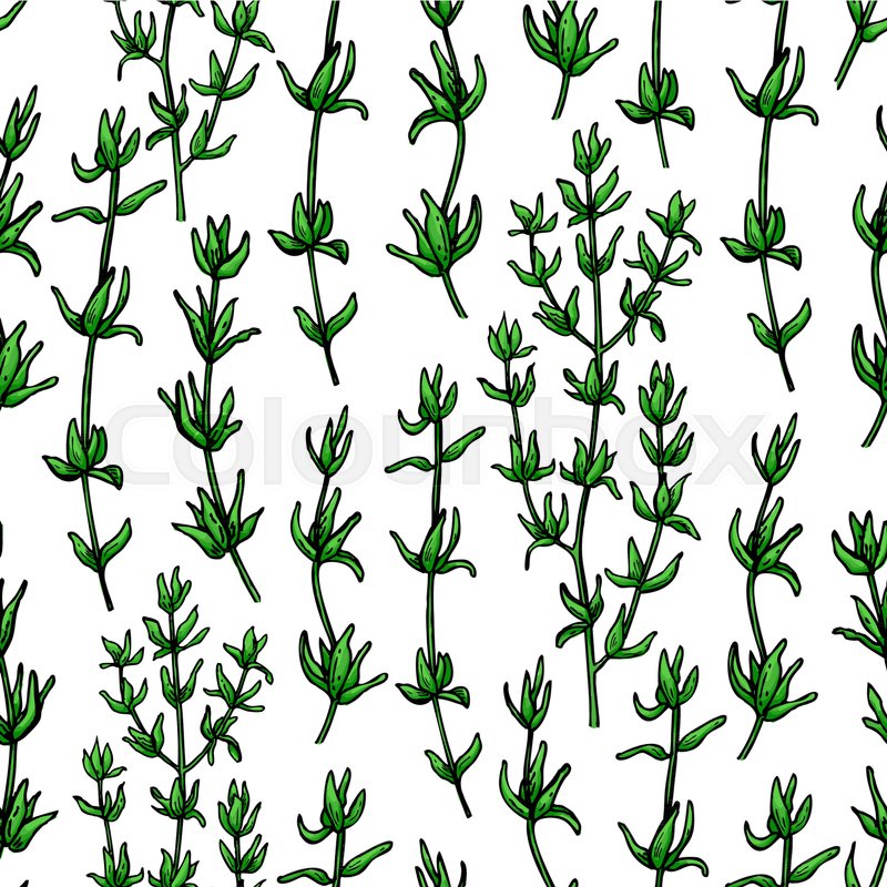 800x800 Thyme Vector Drawing Seamless Pattern Stock Vector Colourbox - Thyme Drawing