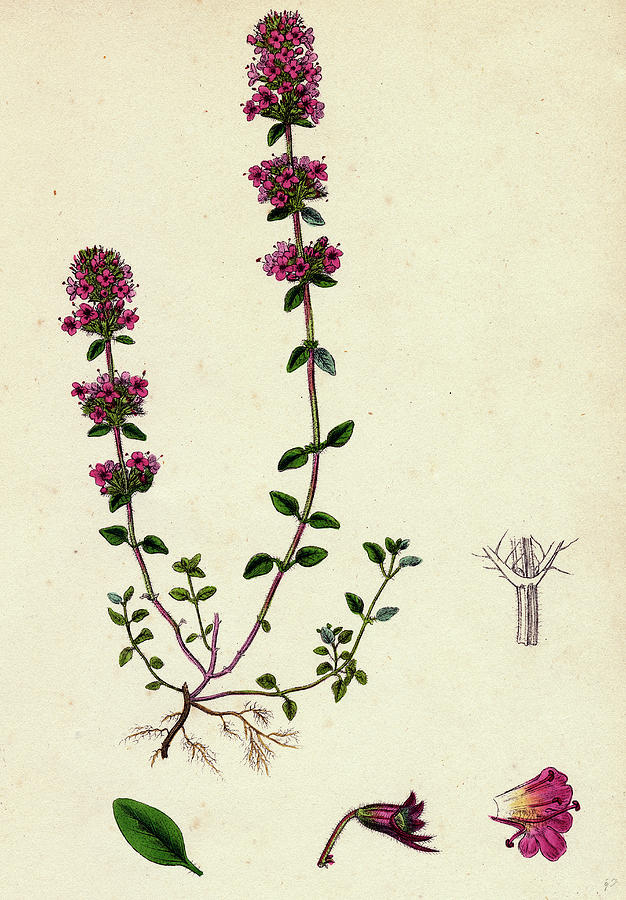 626x900 Thymus Chamaedrys Larger Wild Thyme Drawing - Thyme Drawing
