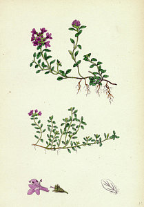 209x300 Thymus Eu Serpyllum Creeping Wild Thyme Drawing - Thyme Drawing