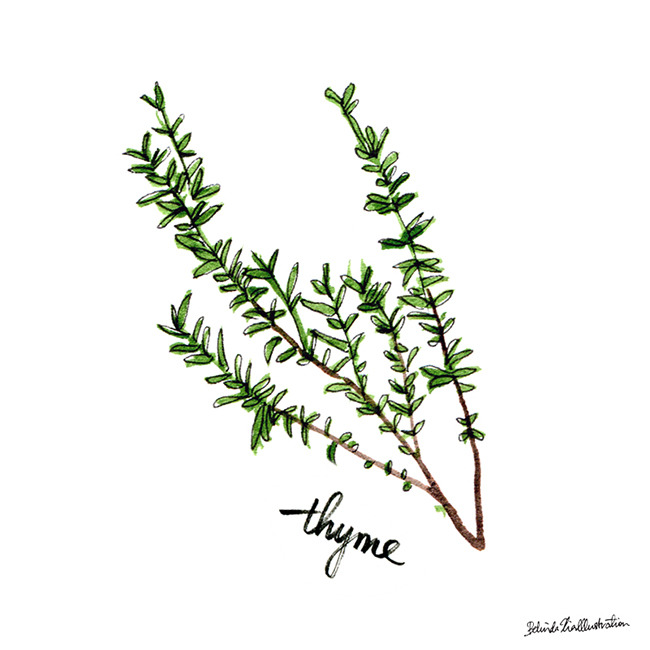 Thyme Drawing at Explore collection of Thyme Drawing