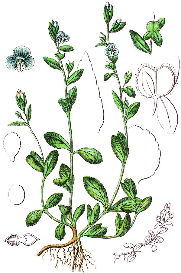599x900 Thymeleaf Or Thyme Leaved Speedwell, Veronica Serpyllifolia - Thyme Drawing