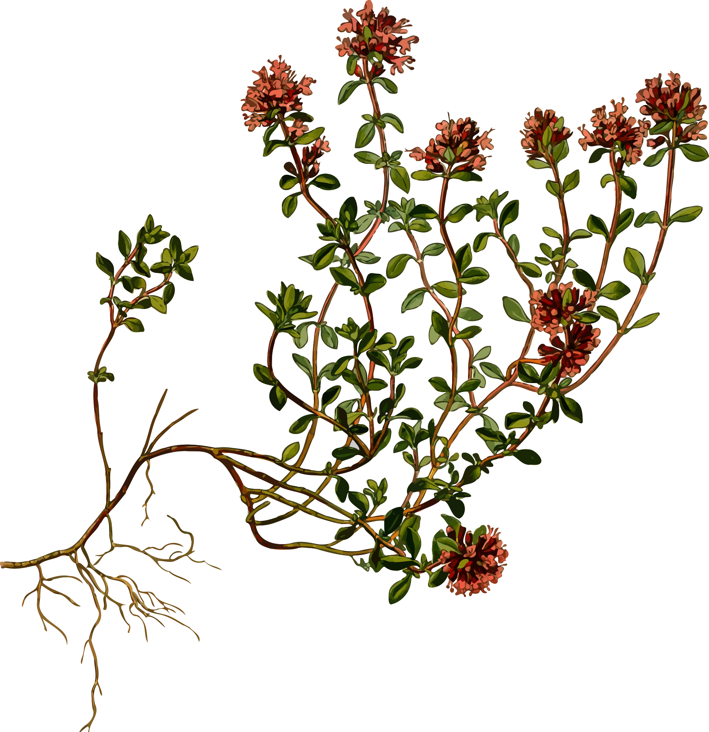 2327x2400 Thyme Drawing Huge Freebie! Download For Powerpoint - Thyme Drawing