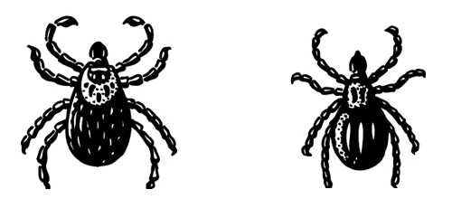 500x220 Tick - Tick Drawing