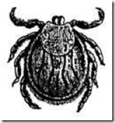 164x176 Tick Drawing - Tick Drawing