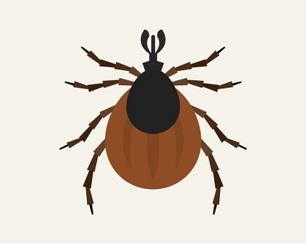 440x350 tick talk on july harris center - Tick Drawing