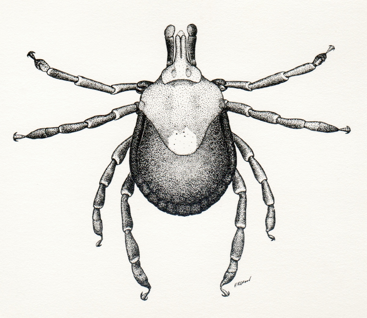Tick Drawing at Explore collection of Tick Drawing