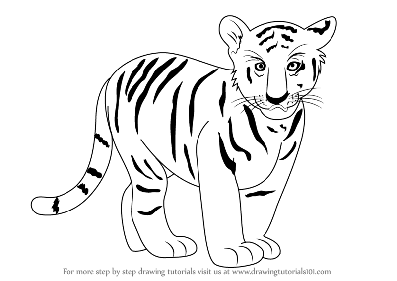 800x566 Learn How To Draw Tiger Cub - Tiger Cub Drawing