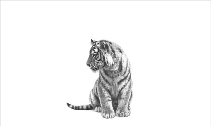 700x420 Little Tiger Cub' - Tiger Cub Drawing