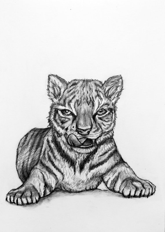 570x798 Pencil Illustration Tiger Cub Etsy - Tiger Cub Drawing