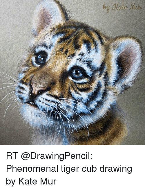 500x654 Te - Tiger Cub Drawing