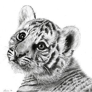 300x300 Tiger Cub Painting - Tiger Cub Drawing