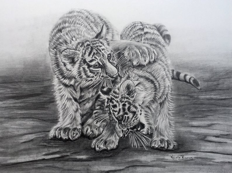 794x593 Tiger Cubs Original Pencil Drawing Animal Art Home Decor Etsy - Tiger Cub Drawing