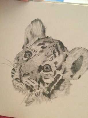 306x407 Tiger Cub Drawing Conscious Crafties - Tiger Cub Drawing