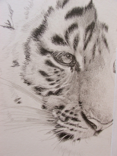 375x500 Wildartcapture Julia Ruffles New Tiger Cub Drawing - Tiger Cub Drawing