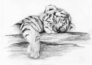300x214 drawings of tigers cubs pencil drawing of a tiger cub - Tiger Cub Drawing