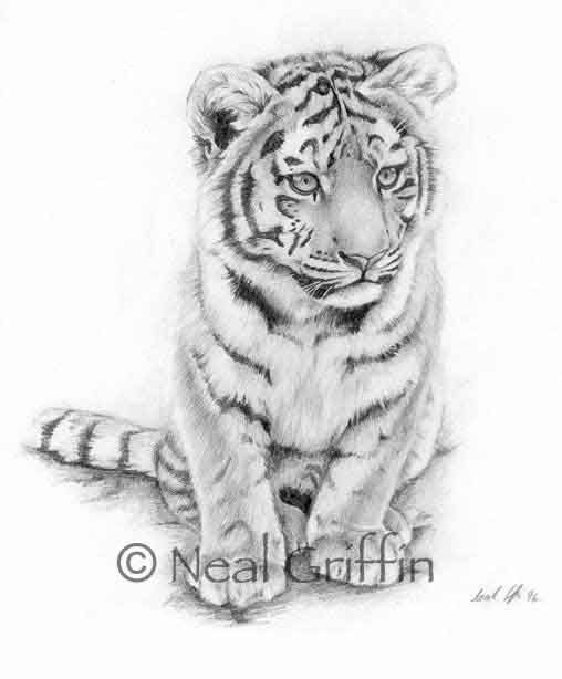 508x614 Tiger Cub Drawing - Tiger Cub Drawing