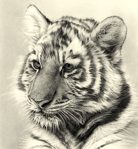 461x500 Tiger Cub Pencil Drawing - Tiger Cub Drawing