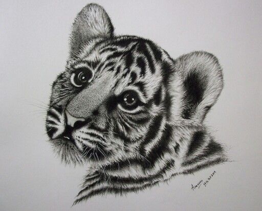 512x411 baby tiger cub drawing drawings in pencil drawings, tiger - Tiger Cub Drawing
