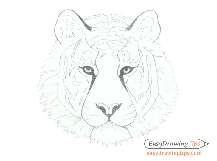 728x540 How To Draw A Tiger Face Head Step - Tiger Drawing
