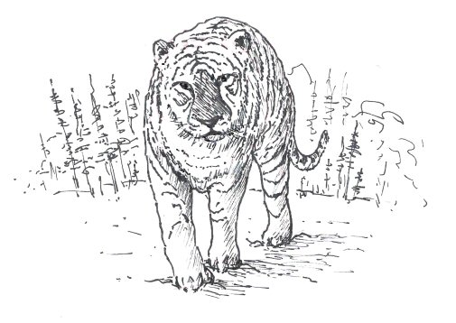505x358 How To Draw A Tiger - Tiger Drawing