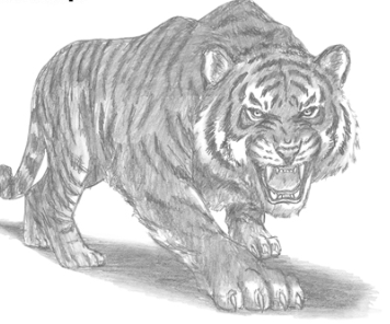 356x296 Easy Ways To Draw A Tiger - Tiger Drawing