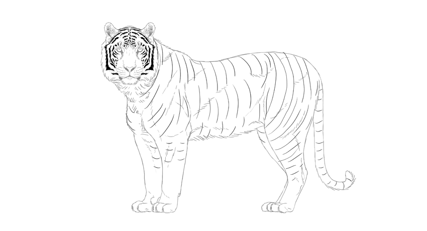 850x460 How To Draw A Tiger - Tiger Drawing