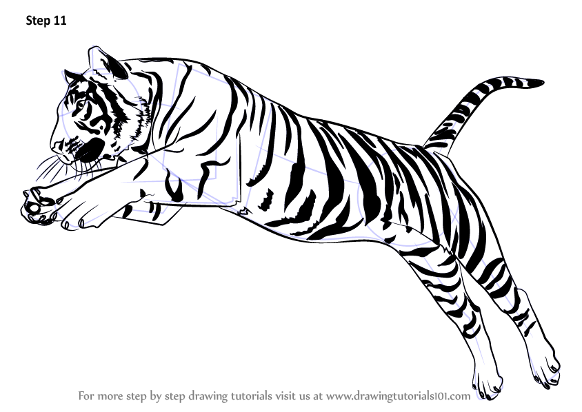 844x598 Learn How To Draw A Tiger Jumping - Tiger Drawing
