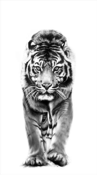 375x680 Life Size Tiger Drawing - Tiger Drawing