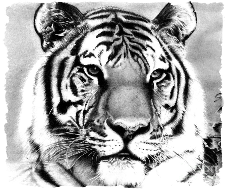 900x755 Realistic Pencil Drawing Of A Tiger Drawing - Tiger Drawing