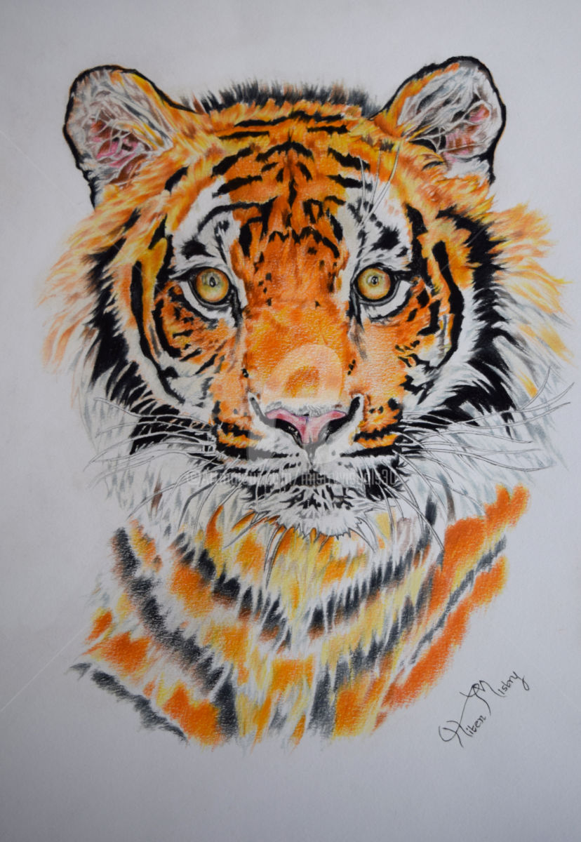 828x1200 Male Tiger Portrait Drawing - Tiger Drawing